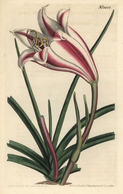 Lily Variete - Cape parti liliom, Crinum ornatum (Amaryllis ornata). F. Sansom Jr. kézi színű rézmetszete Sydenham Edwards illusztrációja után a William Curtis Botanical Magazine-ból, T. Curtis, London alkotó: Sydenham Teast Edwards