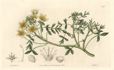 Limnanthe, eredetileg Kaliforniából – S. Watts Erős víz Sarah Anne Drake (1803-1857) illusztrációjából, a Botanikai Nyilvántartásból alkotó: Sydenham Teast Edwards