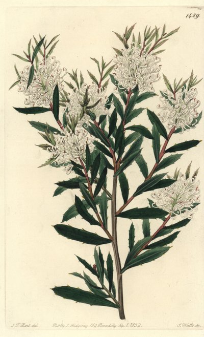 Lináris levelű hakea, Hakea linearis. S. Watts kézi színű rézmetszet J.T. illusztrációja után. Hart a Sydenham Edwards Botanical Register-ből, Ridgeway, London alkotó: Sydenham Teast Edwards