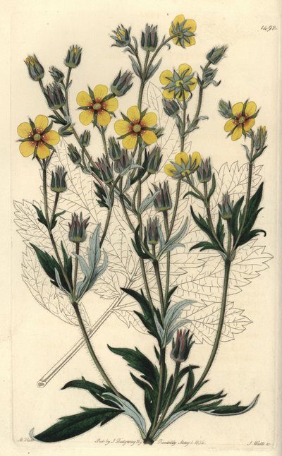 Hosszúlevelű cinquefolia variete - Potentilla longifolia (Viscid cinquefolia, Potentilla viscosa). S. Watts kézi színű rézmetszet M. Hart illusztrációja után a Sydenham Edwards Botanical Register-ből, Ridgeway, London alkotó: Sydenham Teast Edwards