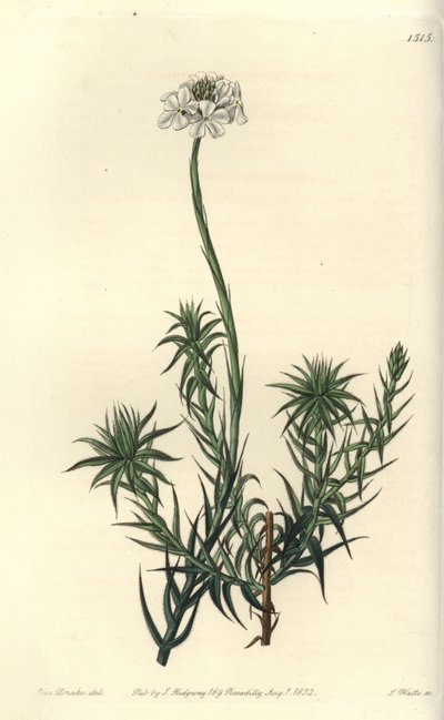 Hosszúlevelű sphenotoma, Sphenotoma capitatum. S. Watts kézi színű rézmetszet Miss Sarah Drake illusztrációja nyomán a Sydenham Edwards Botanical Register-ből, Ridgeway, London alkotó: Sydenham Teast Edwards