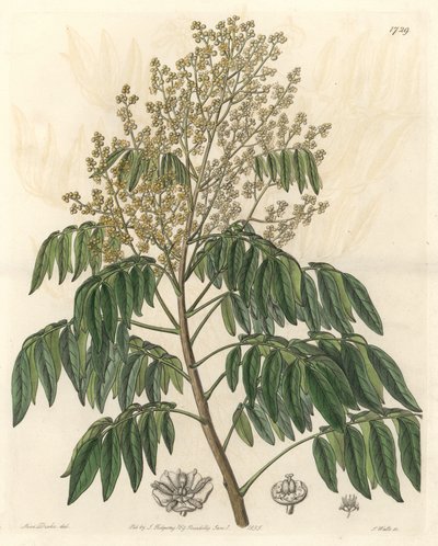 Longanier, eredetileg Kínából – S. Watts erős víz Sarah Anne Drake (1803-1857) illusztrációjából, a Botanical Registerből alkotó: Sydenham Teast Edwards