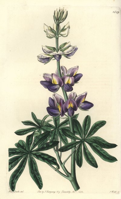 Csillagfürt - Cserélhető csillagfürt, Lupinus mutabilis. S. Watts kézi színű rézmetszet Miss Sarah Drake illusztrációja nyomán a Sydenham Edwards Botanical Register-ből, Ridgeway, London alkotó: Sydenham Teast Edwards