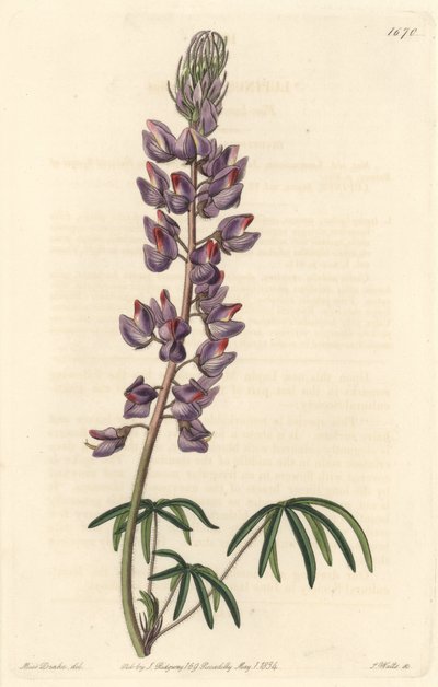 Csillagfürt keskeny levelekkel – Erős víz, S. Watts Sarah Anne Drake (1803-1857) illusztrációjából, a botanikai nyilvántartásból alkotó: Sydenham Teast Edwards