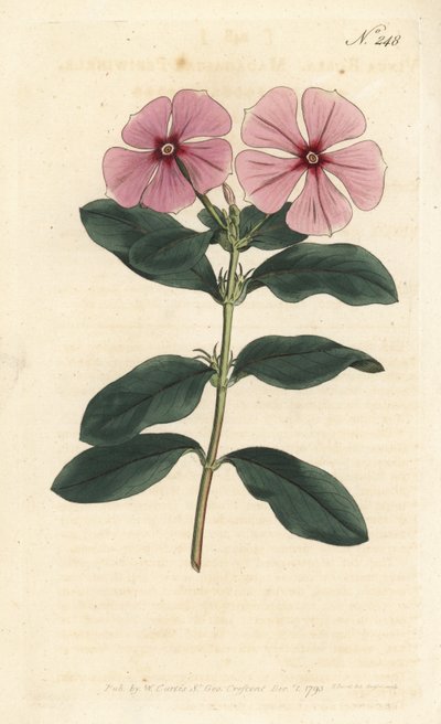 Madagaszkári sziklándzsa - Madagaszkári sziklán, Catharanthus roseus (Vinca rosea). Kézzel színezett rézmetszet Sansomtól Sydenham Edwards illusztrációja nyomán William Curtis Botanical Magazine-ból, London alkotó: Sydenham Teast Edwards