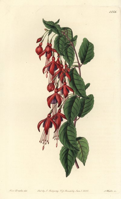 Magellán fukszia - Kolibri fukszia, Fuchsia magellanica (Léggömbvirágú fukszia, Fuchsia globosa). S. Watts kézi színű rézmetszet Miss Sarah Drake illusztrációja után a Sydenham Edwards Botanical Register-ből, Ridgeway, London alkotó: Sydenham Teast Edwards