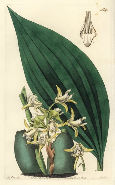 Maxillaria palmifolia orchidea (halványsárga maxillaria, Maxillaria decolor). S. Watts kézi színű rézmetszet M. Hart illusztrációja után a Sydenham Edwards Botanical Register-ből, Ridgeway, London alkotó: Sydenham Teast Edwards