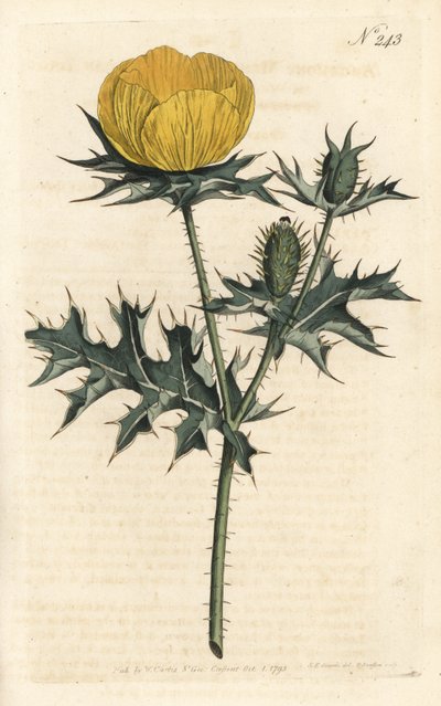Mexikói argemone - mexikói argemone vagy tüskés mák, Argemone mexicana. Kézzel színezett rézmetszet Sansomtól Sydenham Edwards illusztrációja nyomán William Curtis Botanical Magazine-ból, London alkotó: Sydenham Teast Edwards