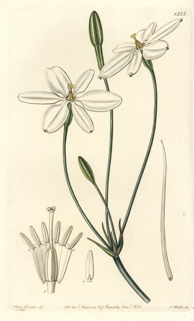 Mexican Star - Mexikói csillag vagy hófehér milla, Milla biflora. S. Watts kézi színű rézmetszet Miss Sarah Drake illusztrációja nyomán a Sydenham Edwards Botanical Register-ből, Ridgeway, London alkotó: Sydenham Teast Edwards
