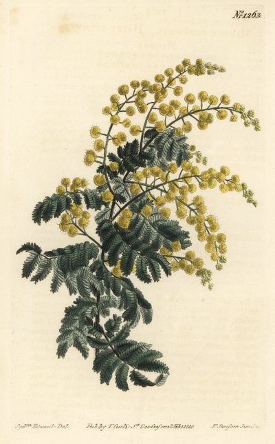Mimóza - Pehelyhal, Acacia pubescens, sebezhető (Szőrös szárú mimóza, Mimosa pubescens). F. Sansom Jr. kézi színű rézmetszete Sydenham Edwards illusztrációja után a William Curtis Botanical Magazine-ból, T. Curtis, London alkotó: Sydenham Teast Edwards