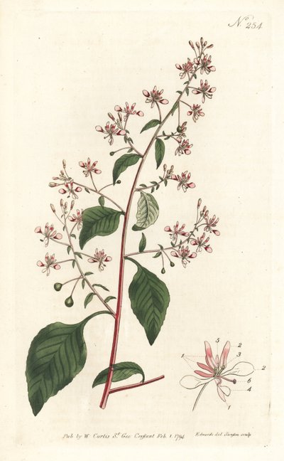Szúnyogvirág vagy mexikói lopezia, Lopezia racemosa. Sansom kézzel színezett rézmetszet Sydenham Edwards illusztrációja nyomán William Curtis Botanical Magazine Londonból alkotó: Sydenham Teast Edwards