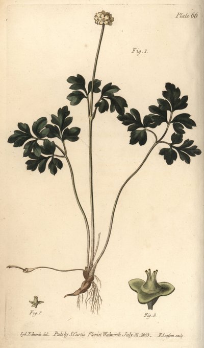 Pézsmafű, Adoxa moschatellina, Tetragynia, virág 1 és bibe 2,3. F. Sansom kézi színű rézmetszete Sydenham Edwards botanikai illusztrációjáról William Curtis Botanikai előadásaihoz, a lambethi botanikus kertben alkotó: Sydenham Teast Edwards