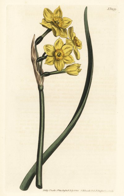 Narcissus egy csokor Csokorvirágú nárcisz, Narcissus tazetta subsp. aureus (Nárcisz illatú nárcisz, Narcissus bifrons) – F. Sansom Jr. kézi színű rézmetszete Sydenham Edwards illusztrációja után William Curtis Botanical Maga-jából alkotó: Sydenham Teast Edwards