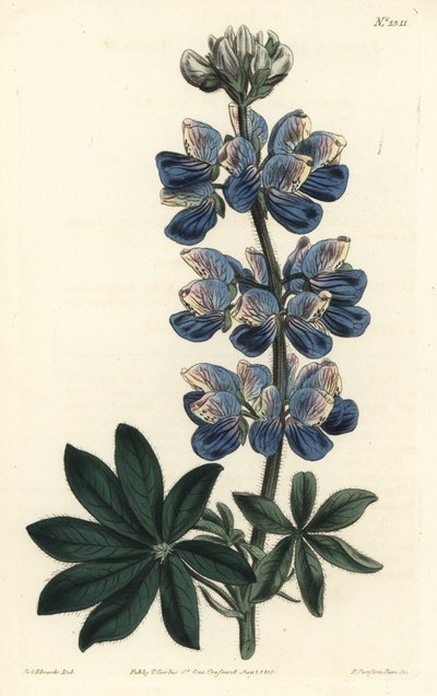 Nootka csillagfürt - Nootka-Sound csillagfürt, Lupinus nootkatensis. F. Sansom Jr. kézi színű rézmetszete Sydenham Edwards illusztrációja után a William Curtis Botanical Magazine-ból, T. Curtis, London alkotó: Sydenham Teast Edwards