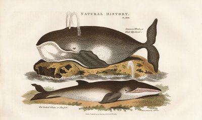 Észak-atlanti bálnák alkotó: Sydenham Teast Edwards