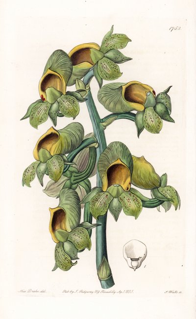 Orchidea: S. Watts metszete, Sarah Anne Drake (1803-1857) illusztrációjáról, Sydenham Edwards (1768-1819), Anglia, Botanikai nyilvántartásából. alkotó: Sydenham Teast Edwards