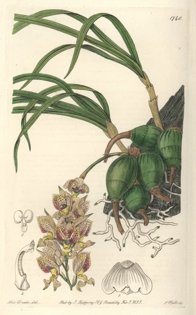 Orchid Grobya, sárga és lila virágokkal, Brazíliában őshonos – S. Watts Water forte Sarah Anne Drake (1803-1857) illusztrációjából, a Botanical Registerből alkotó: Sydenham Teast Edwards