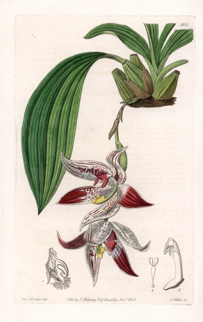 Orchidea: Paphinia cristata, Amazóniában őshonos – S. Watts által metszett lemez, Sarah Anne Drake (1803-1857) illusztrációjáról, Sydenham Edwards (1768-1819) botanikai nyilvántartásából, Angliából alkotó: Sydenham Teast Edwards