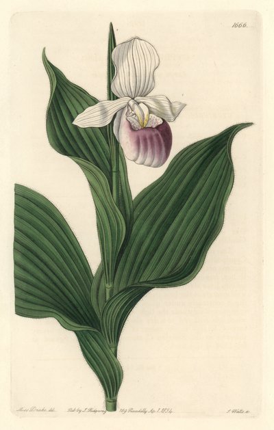 Orchidea, Királyi Cypripede – S. Watts vízi forte Sarah Anne Drake (1803-1857) illusztrációjából, a Botanical Registerből alkotó: Sydenham Teast Edwards