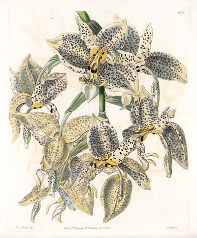 Orchidea: Stanhopea fajta, neotróp - S. Watts által gravírozott tábla Sarah Anne Drake (1803-1857) illusztrációjáról, a Sydenham Edwards (1768-1819) botanikai nyilvántartásából, Angliából alkotó: Sydenham Teast Edwards