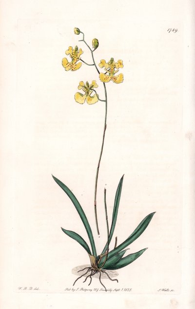 Orchidea: Variete Tolumnia guianensis, Haitin és Santo Domingoban honos – S.Watts által metszett tábla Sarah Anne Drake (1803-1857) illusztrációjáról, a Sydenham Edwards (1768-1819) botanikai nyilvántartásából, Angliából alkotó: Sydenham Teast Edwards