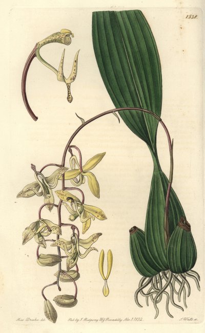 Orchidea fajta Cirrhaea - Loddiges cirrhaea orchidea, Cirrhaea loddigesii. S. Watts kézi színű rézmetszet Miss Sarah Drake illusztrációja után a Sydenham Edwards Botanical Register-ből, Ridgeway, London alkotó: Sydenham Teast Edwards