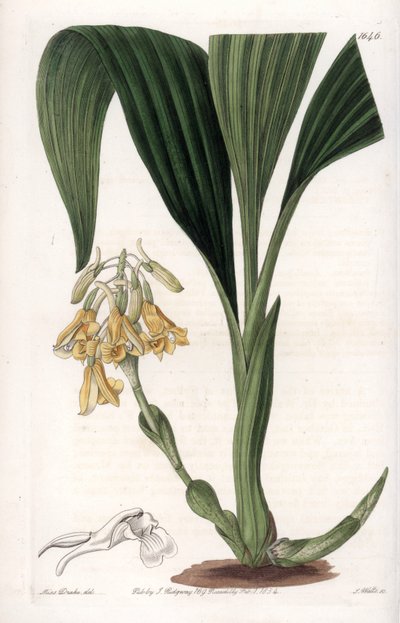Orchidea: kalant fajta, sárga virágokkal - S. Watts által gravírozott tábla Sarah Anne Drake (1803-1857) illusztrációjáról, a Sydenham Edwards (1768-1819) botanikai nyilvántartásából, Anglia alkotó: Sydenham Teast Edwards