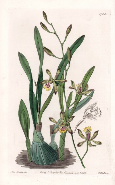 Orchidea: epidendre grele - S.Watts gravírozott tábla Sarah Anne Drake (1803-1857) illusztrációjából, a Sydenham Edwards (1768-1819) botanikai nyilvántartásából, Angliából alkotó: Sydenham Teast Edwards