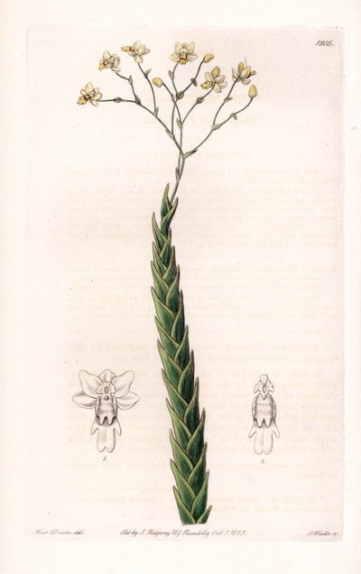 Orchidea: a Lockhartia egzotikus változata – S. Watts által gravírozott lemez, Sarah Anne Drake (1803-1857) illusztrációja alapján, a Sydenham Edwards (1768-1819) botanikai nyilvántartásából, Angliából alkotó: Sydenham Teast Edwards