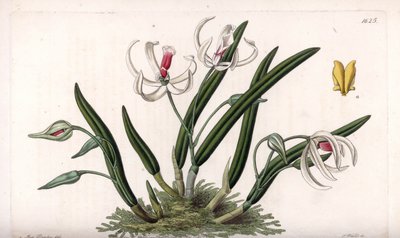 Orchidea: leptoták miniatűr változata – S. Watts által gravírozott lemez, Sarah Anne Drake (1803-1857) illusztrációjáról, a Sydenham Edwards (1768-1819) botanikai nyilvántartásából, Angliából alkotó: Sydenham Teast Edwards