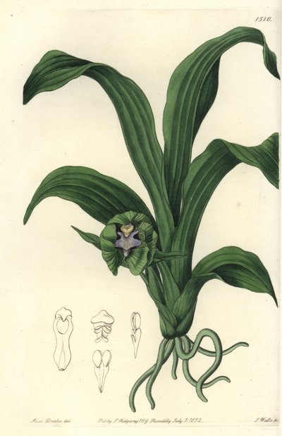 Orchidea fajta - Pabstia viridis orchidea (Zöld maxillaria, Maxillaria viridis). S. Watts kézi színű rézmetszet Miss Sarah Drake illusztrációja nyomán a Sydenham Edwards Botanical Register-ből, Ridgeway, London alkotó: Sydenham Teast Edwards