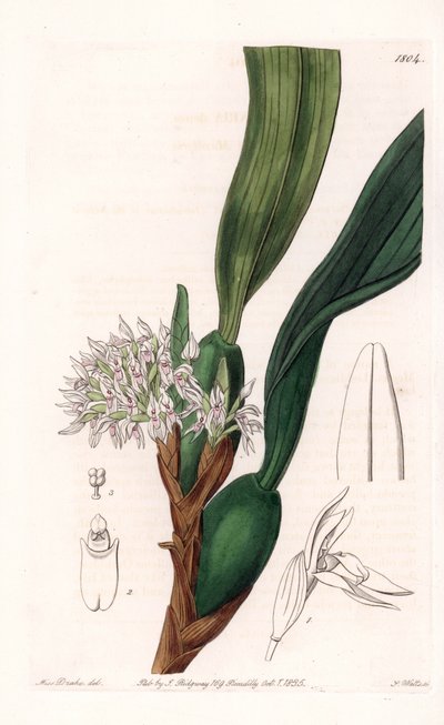 Orchidea: a maxillaria fajtája, Dél-Amerikában őshonos - S. Watts által gravírozott tábla Sarah Anne Drake (1803-1857) illusztrációjáról, a Sydenham Edwards (1768-1819) botanikai nyilvántartásából, Angliából alkotó: Sydenham Teast Edwards
