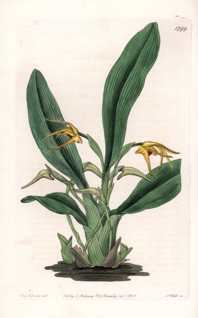 Orchidea: a maxillaria fajtája, a trópusi Amerikában őshonos – S. Watts által metszett lemez, Sarah Anne Drake (1803-1857) illusztrációjáról, a Sydenham Edwards (1768-1819) botanikai nyilvántartásából, Angliából alkotó: Sydenham Teast Edwards