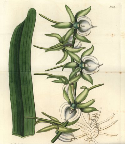 Az Indiai-óceáni szigetek orchidea fajtája - Ivory angraecum orchidea, Angraecum eburneum. S. Watts kézi színű rézmetszet Miss Sarah Drake illusztrációja nyomán a Sydenham Edwards Botanical Register-ből, Ridgeway, London alkotó: Sydenham Teast Edwards