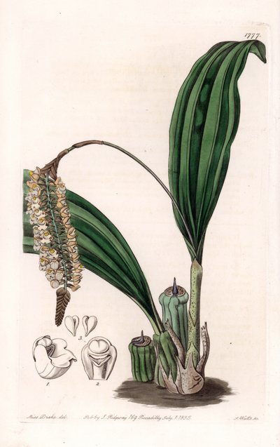 Orchidea: Ázsiában őshonos Pholidota fajtája – S. Watts által gravírozott lemez Sarah Anne Drake (1803-1857) illusztrációjáról, a Sydenham Edwards (1768-1819) botanikai nyilvántartásából, Angliából alkotó: Sydenham Teast Edwards