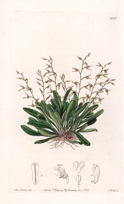 Orchidea: az epidendre változata - S. Watts által gravírozott lemez Sarah Anne Drake (1803-1857) illusztrációjáról, a Sydenham Edwards (1768-1819) botanikai nyilvántartásából, Anglia alkotó: Sydenham Teast Edwards