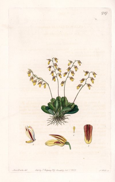 Orchidea: az epidendre változata - S. Watts által gravírozott lemez Sarah Anne Drake (1803-1857) illusztrációjáról, a Sydenham Edwards (1768-1819) botanikai nyilvántartásából, Anglia alkotó: Sydenham Teast Edwards