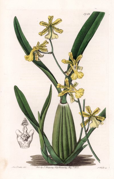 Orchidea, az oncidium fajtája, Dél-Amerikában őshonos – S.Watts által gravírozott tábla Sarah Anne Drake (1803-1857) illusztrációjáról, a Sydenham Edwards (1768-1819) botanikai nyilvántartásából, Angliából alkotó: Sydenham Teast Edwards
