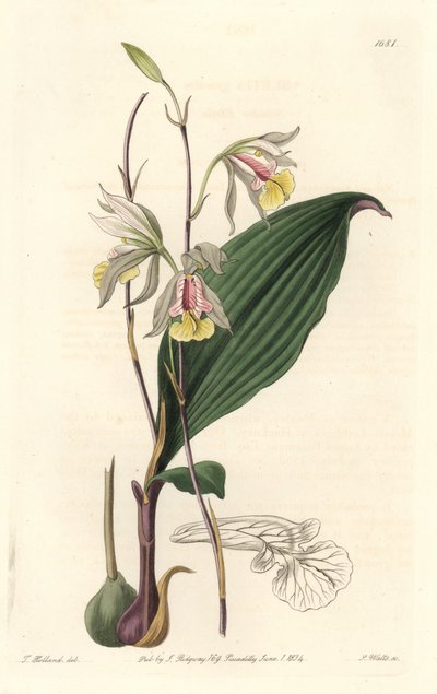 Orchidee, American Bletia – Water Forte, S. Watts T. Holland illusztrációjából, a Botanical Registerből alkotó: Sydenham Teast Edwards