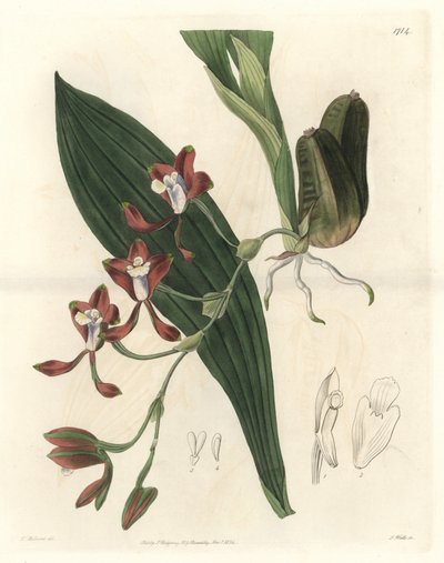 Orchidee Batemannia, Guyanában őshonos – S. Watts Water Forte T. Holland illusztrációjából, a botanikai nyilvántartásból alkotó: Sydenham Teast Edwards