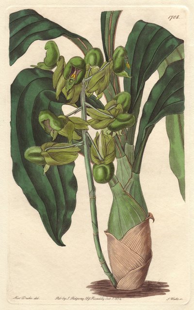 Orchidee Catasetum, Brazíliában őshonos – S. Watts Water forte Sarah Anne Drake (1803-1857) illusztrációjából, a botanikai nyilvántartásból alkotó: Sydenham Teast Edwards