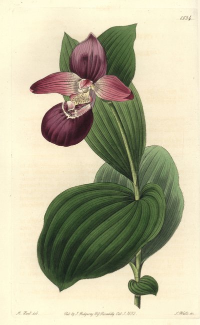A Vénusz orchidea-papucsának nagy virágai vannak - nagyvirágú cypripedium vagy nagyvirágú női papucsorchidea, Cypripedium macranthos. S. Watts kézi színű rézmetszet M. Hart illusztrációja után a Sydenham Edwards Botanical Register-ből alkotó: Sydenham Teast Edwards