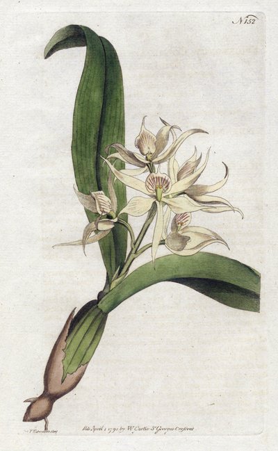 Orchidee epidendrum fragfumee – YDENHAM Edwards (1768-1819) litográfiája, William Curtis (1746-1799) lemeze a Botanical Magazine-ból alkotó: Sydenham Teast Edwards