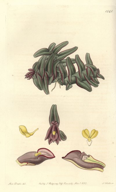 Orchidee epidendrum Közép-Amerika - Epidendrum schlechterianum orchidea (Purple nanodes, Nanodes discolor). S. Watts kézi színű rézmetszet Miss Sarah Drake illusztrációja után a Sydenham Edwards Botanical Register-ből, Ridgeway, Lon alkotó: Sydenham Teast Edwards