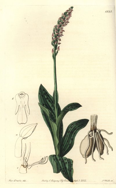 Orchidea neotine - Sűrű virágú orchidea, Neotinea maculata (Egyméretű aceras, Aceras secundiflora). S. Watts kézi színű rézmetszet Miss Sarah Drake illusztrációja nyomán a Sydenham Edwards Botanical Register-ből, Ridgeway, London alkotó: Sydenham Teast Edwards