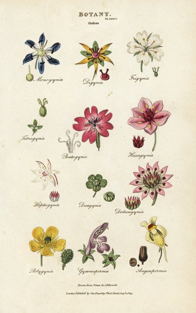 Virágrendek: Monogynia, Digynia, Trigynia, Pentagynia stb. Kézi színű rézmetszet Sydenham Edwards nyomán, John Mason Good Pantologia, a New Encyclopedia, G. Kearsley, London alkotó: Sydenham Teast Edwards