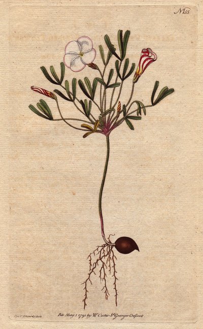 Az Oxalis (kis sóska) fehér csíkos virágokkal és cukorka rózsaszínű, Afrikában őshonos. Csíkos virágú fa sóska rózsaszín cukorka csíkos fehér virágokkal. Afrika szülötte. Oxalis versicolor. Kézi színű rézmetszet botanikai illusztrációból alkotó: Sydenham Teast Edwards