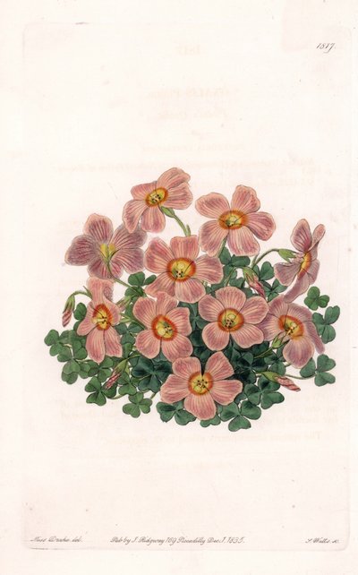 Oxalis Variete – S.Watts által gravírozott tábla Sarah Anne Drake (1803-1857) illusztrációjáról, a Sydenham Edwards (1768-1819) botanikai nyilvántartásából, Angliából alkotó: Sydenham Teast Edwards