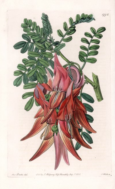 Papagáj csőr – S. Watts által metszett lemez, Sarah Anne Drake (1803-1857) illusztrációjáról, Sydenham Edwards (1768-1819) botanikai nyilvántartásából, Angliából alkotó: Sydenham Teast Edwards