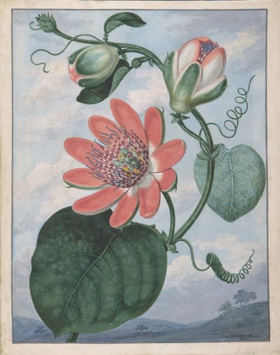 Passióvirág, 1799. alkotó: Sydenham Teast Edwards